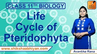 Life Cycle of Pteridophyta  Plant Kingdom  CBSE Class 11 Biology [upl. by Aderf]