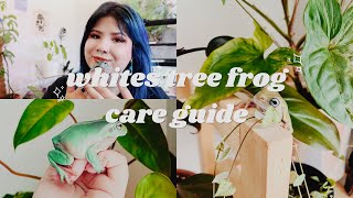 How To Take Care Of Whites Tree Frogs  Care Guide [upl. by Carver]