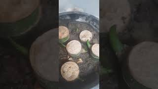 How to propagate Diffenbachia plant by stem cutting methodPollution check [upl. by Anoik]