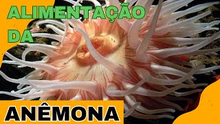 ANÊMONA se alimentando  Alimentação da anêmona  Anemonas no aquario marinho [upl. by Wonacott]