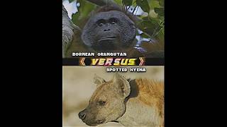 Bornean Orangutan Vs Spotted Hyena [upl. by Thirza]