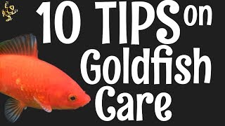 Goldfish Care 10 Things You Should Know [upl. by Enomas]