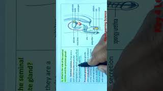 Function of seminal vesicle  Science  scienceshorts biologyclass10 reproduction [upl. by Auhsot]