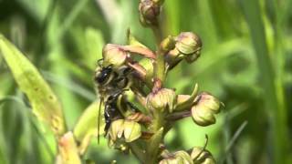 Orchid pollination 18 Pollination of Dactylorhiza viridis by honeybees [upl. by Matthus]