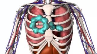 Understanding Food Allergy [upl. by Samal]