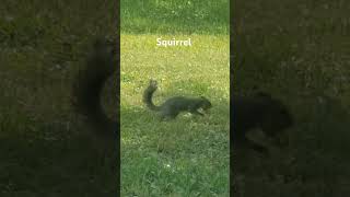 Sharing squirrel rodentia Wide Open Transit Farm [upl. by Orvan]