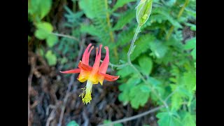 Aquilegia columbine [upl. by Ylliw]