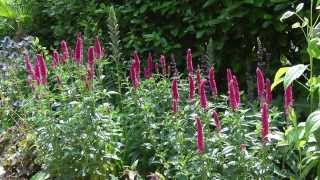 Veronica Longifolia First Series  Garden Plants [upl. by Wakeen]