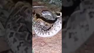 Snake vs centipede dangerous fight trending viralshortfypdangerous fight snake [upl. by Even]