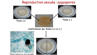 Travaux dirigés corrigés sur le cycle de développement des zygomycètes [upl. by Aicen]