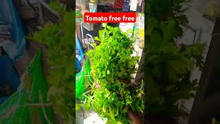 Tomato free free sort viral shorts sortytshort [upl. by Namielus]