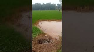 അന്നത്തിൽ അമേദ്യം കലർത്തുന്നവർ septage to paddy field kalathoor Kottayam [upl. by Eimmak]