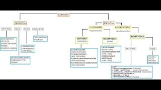 PARASITOLOGY CLASSIFICATION [upl. by Licko]