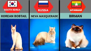 Cat Breeds From Different Countries [upl. by Aiveneg]