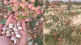 Pistachio Trees  Harvesting Pistachio Nuts [upl. by Cormack]