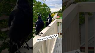 Australian Magpie singing 🎶 Cockatoo joins in Call  Sound  Song [upl. by Rhodia73]