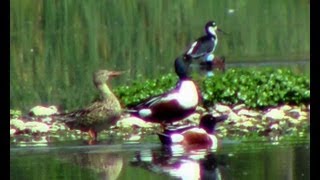 Pato Cucharón Northern Shoveler Anas clypeata by trucha1618xx [upl. by Siuqaj951]