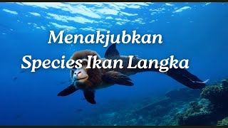 Menakjubkan Species Ikan Baru dan Langka [upl. by Iaka]