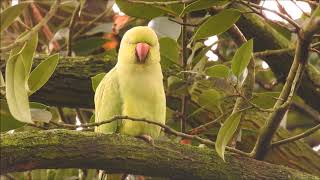 Natuurvideo  De halsbandparkiet [upl. by Etnohc]