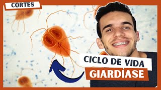 Ciclo de vida da GIARDIA  Giardia duodenalis  Ciclo giardíase  Luix Nascimento Biologia [upl. by Elmore]