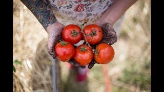 How to Grow The Best Tomatoes  Gardening Tips and Tricks [upl. by Hagile]