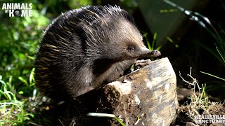 Meet Healesville Sanctuarys echidnas [upl. by Girard]