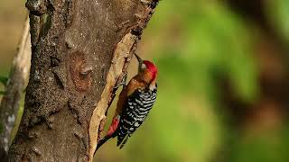 棕腹啄木鳥 Rufousbellied Woodpecker part 1 [upl. by Sidonia]