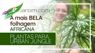 A mais BELA folhagem AFRICANA  Cercestis mirabilis  Plantas para Urban Jungle [upl. by Murry350]