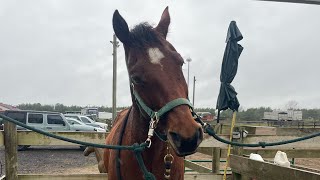 Riding a new horse  Barn Vlog 2 [upl. by Navinod]