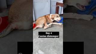 canine distemper disease  cd virus  caninedistemper cdv youtubeshorts [upl. by Sajovich113]