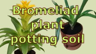 How to care for guzmania bromeliad plants How to Repot Bromeliads Bromeliad plant potting soil [upl. by Ihcego]