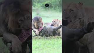 Lions Feast on a Buffalo Kill in the Serengeti safarisightings africannationalpark [upl. by Etteloc]