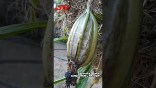 Coryanthes macrantha si anggrek ember  The Bucket Orchid [upl. by Adnovaj]