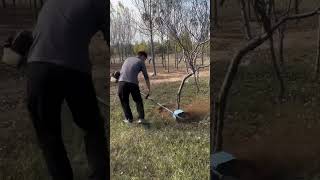 Clearing Grass Under Trees with a Weed Eater [upl. by Nosmas]