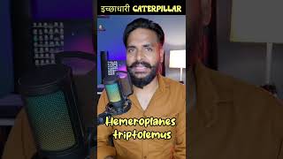 इच्छाधारी Caterpillar  Hemeroplanes triptolemus short shorts ytshorts [upl. by Zaneski]