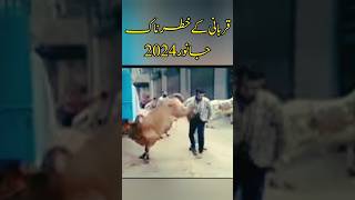 Angry Cow Run away before Qurbani  Anari Qasai funny video viral  Dangerous Cow Run away qurbani [upl. by Farr]