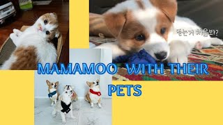 MAMAMOO WITH THEIR PETS [upl. by Armallas]