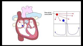 Cardiac cycle and ECG interpretation OCR A ALevel Biology Revision  Module 3 Transport in Animals [upl. by Anirad]