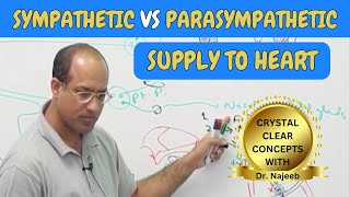 Sympathetic vs Parasympathetic Supply to Heart 🫀 [upl. by Trish]