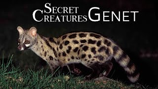 Secret Creatures Genet [upl. by Mullins]