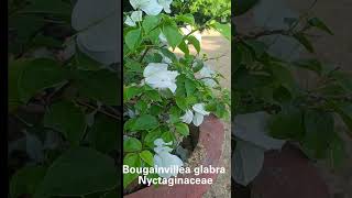 Bougainvillea glabra Family Nyctaginaceae [upl. by Ellwood640]