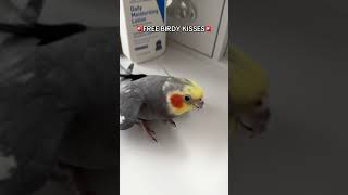 Free Birdy Kisses While Supplies last cockatiel bird parrot [upl. by Deys211]