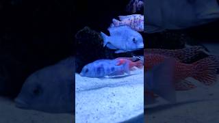 Blue dolphin African cichlidsCyrtocara moorii africancichlids foryou fish aquarium malawi [upl. by Dottie364]