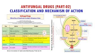 Antifungal Drug Part 02 Classification amp Mechanism of Action of Antifungal Medicines  Antifungal [upl. by Swithbart]