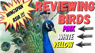 Wingspan Asia Bird Card Reviews Pink  White  Yellow Powers [upl. by Fonseca]