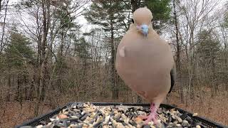 Mourning Dove call [upl. by Ranilopa]