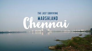 A CINEMATIC MARSHLAND IN CHENNAI BROLL  Sony A6300 with 18105mm f40 [upl. by Naek]