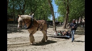 Draft horses give children fun [upl. by Ib]