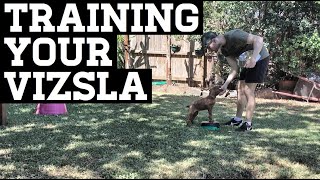 How To Train Your Vizsla Puppy [upl. by Eyatnod]