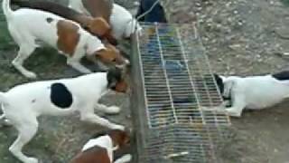 FOX TERRIER EM TREINO [upl. by Stormie253]